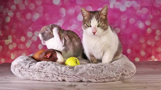 Cat and Rabbit bunny lop vs kitten Funny cute animals together