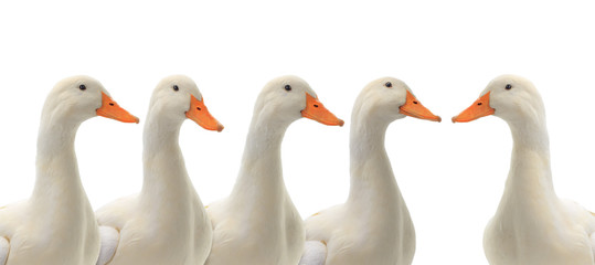  portrait five ducks isolated on white