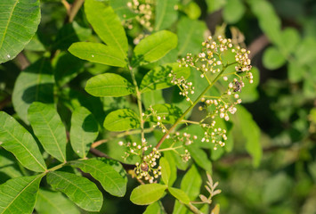 Little white flowers of Florida Holly, Brazilian pepper tree, Christmasberry tree, Pepper tree  (Schinus Terebinthifolius) with flowers stalk on the shrub tree in vegetable garden