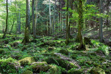 Wilderness path in the forest in Odenwald, Germany. Green trees, rocks with moss and sunlight in the woods.