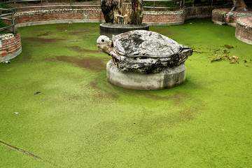 Green pond