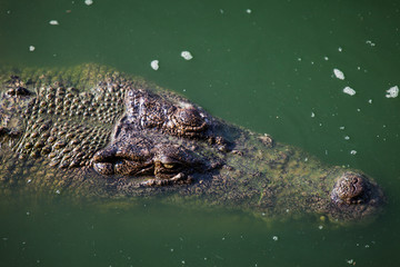 crocodile in water