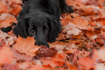 Autumn dog
