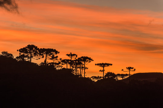 Sunrise in the Sierra Catarinense, colorful sky with silhouette of araucarias forest.