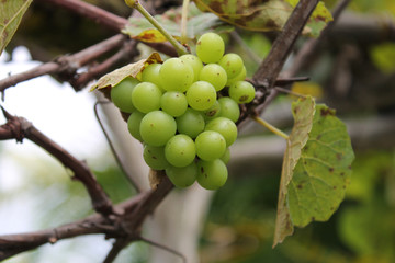 bunch of green grapes
