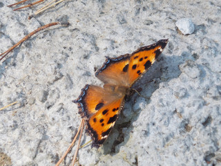 Fototapeta na wymiar Aglais urticae butterfly