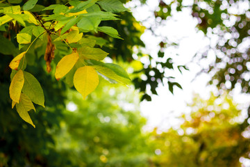 The branch on a tree with leaves that begins to yellow, in the beginning of autumn_