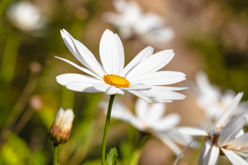 flowery spring: white daisies. Close up 