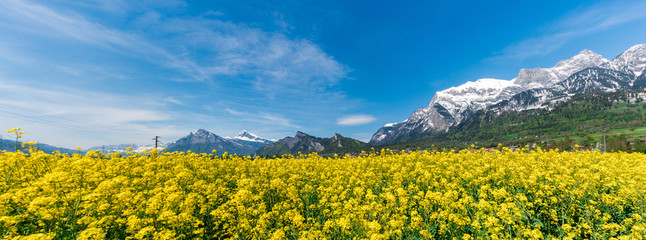 panorama landscape with a canola rapeseed field and snowcapped alpine mountains