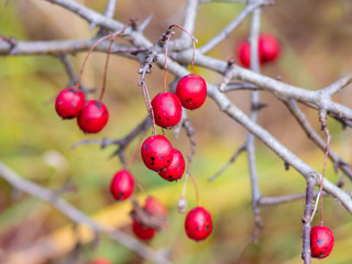 Red ripe berries hawthorn on bare branches in the autumn_