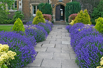 A colourful border of Lavender, Choisya and conifers