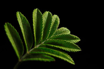 green leaf on black background