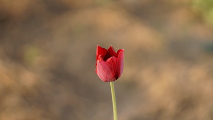 Obraz premium lonely tulip, одинокий тюльпан, нежность