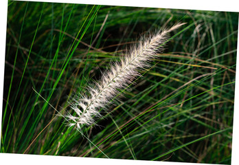 Closeup softy fluffy white petal of the flowering of Fourtain Grass (Pennisetum Setaceum (Forssk) Chiov) are blooming and swaying along the wind on nature green leaves background