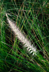Closeup softy fluffy white petal of the flowering of Fourtain Grass (Pennisetum Setaceum (Forssk) Chiov) are blooming and swaying along the wind on nature green leaves background
