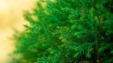 fresh green pine leaves in the nature.