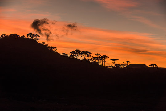 Sunrise in the Sierra Catarinense, colorful sky with silhouette of araucarias forest.
