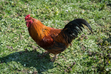 rooster on farm