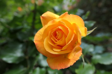 rose ouverte