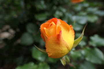 rose fermée