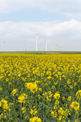 Fototapeta premium Wind energy plants in a field of blooming oilseed rape 