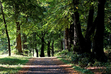  Light and shadow vary on the road between linden and maple trees