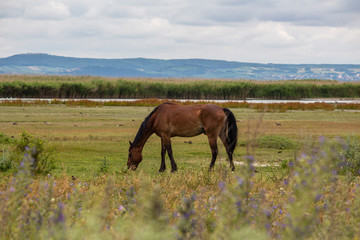 Pferd in der Steppe am Neusiedlersee