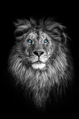 Portret van een mooie leeuw en kopieer ruimte. Leeuw in het donker