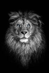 Foto op Aluminium Portret van een mooie leeuw en kopieer ruimte. Leeuw in het donker © Denis