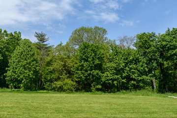 Landscape with green trees and grass and clear blue sky in a spring garden