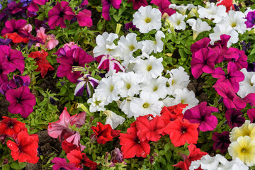 Colourful Petunia axillaris flowers in a spring garden, white, red and pink fresh flowers in a garden in a sunny spring day