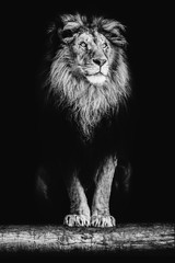 Plakat Portrait of a beautiful lion and copy space. Lion in dark