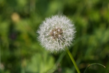 Dandelion on a meadow