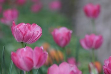 Pink magenta tulips