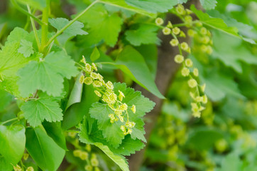 Green grass closeup for background