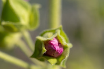 Malva Sylvestris