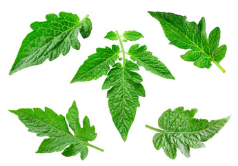 Tomato leaf isolated on white