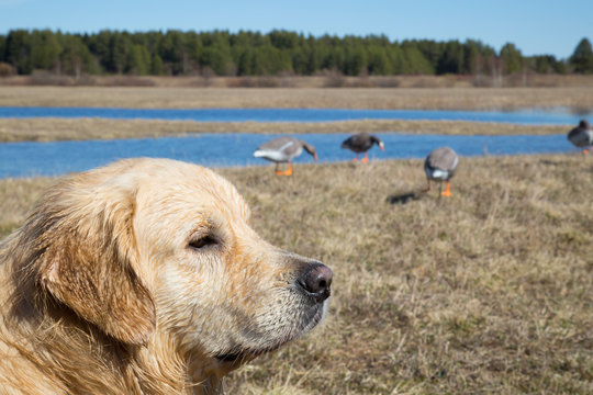 Hunting with a dog for ducks. Golden Retriever on the hunt.