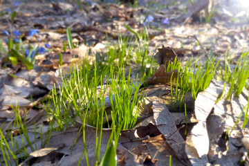 Young grass sprouts in the forest in spring on a Sunny day macro image