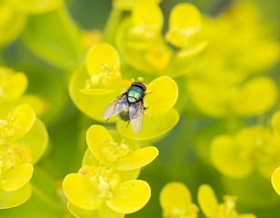 gelbe Blüten mit einem Insekt