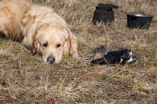 Hunting with a dog for ducks. Golden Retriever on the hunt.