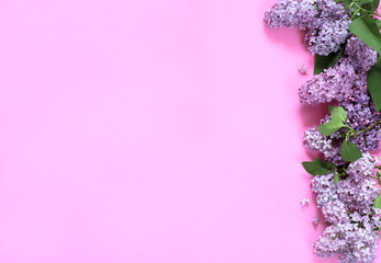 Lilac flowers on pink background.  .