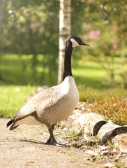 Wildgans im Park