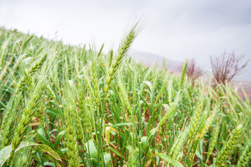 Wheat terraces fields with dew in springtime.