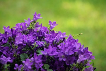 Fototapeta premium Purpurowe kwiaty dzwonka dalmatyńskiego lub dzwonka Adria lub dzwonka ściennego (Campanula portenschlagiana) kwitnące na niewyraźnym tle ogrodu, wiosna w stanie Georgia w USA.