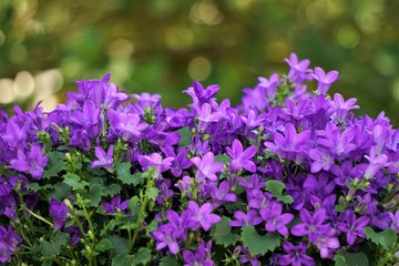 Purple flowers of Dalmatian bellflower or Adria bellflower or Wall bellflower (Campanula portenschlagiana) blooming on blurred background garden, Spring in Georgia USA.