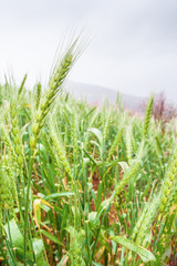 Wheat terraces fields with dew in springtime.