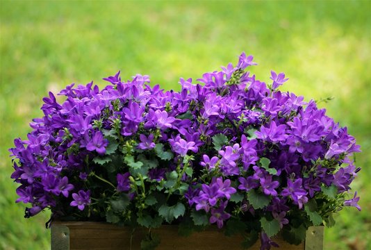 Purple flowers of Dalmatian bellflower or Adria bellflower or Wall bellflower (Campanula portenschlagiana) blooming in the wooden box on blurred background, Spring in Georgia USA.