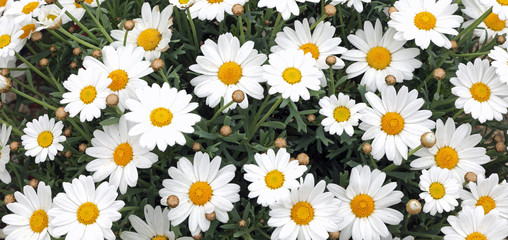 background of many white daisies