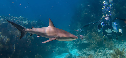 Naklejka premium Underwater Photographer taking pictures of Shark